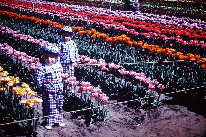 Tulip Time 1953 Edition